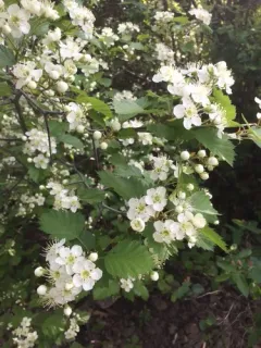 Blanchard's Hawthorn thumbnail 1