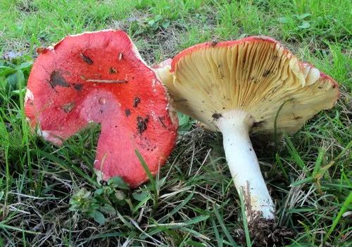Russula laeta