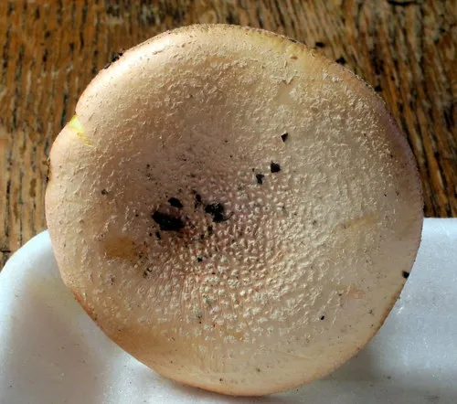 Salmon Amanita