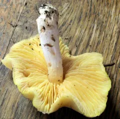 Entoloma luridum thumbnail 1