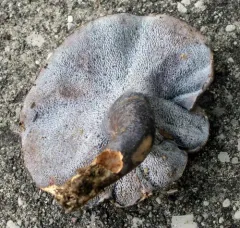 blue polypore thumbnail 1
