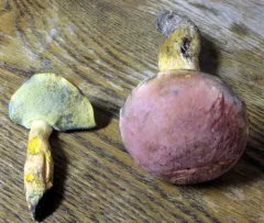 Curry Bolete thumbnail 2