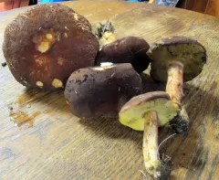 Ashtray Bolete thumbnail 2
