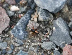 Carmine Orbweaver thumbnail 2