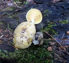 Tricholomopsis sulfureoides thumbnail 2