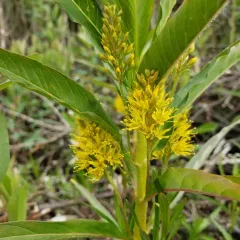 Tufted Loosestrife thumbnail 3
