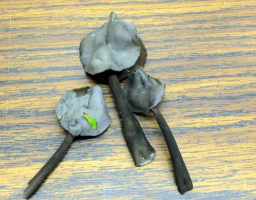 Helvella atra