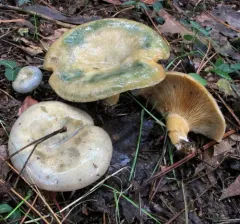 Celandine Milkcap thumbnail 1