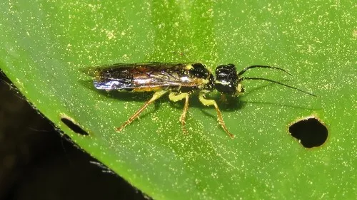 Onycholyda rufofasciata
