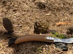 Morchella exuberans thumbnail 1
