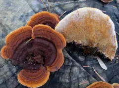Conifer Mazegill thumbnail 1