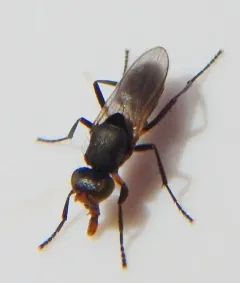 Saltella sphondylii thumbnail 1