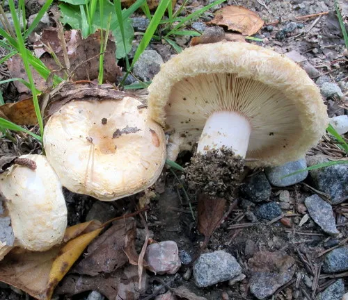 Downy milk cap