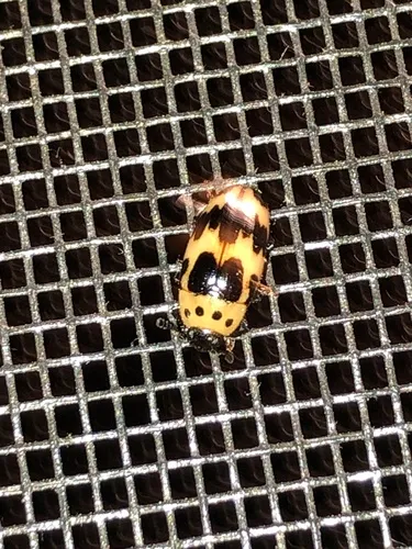 Four-spotted Fungus Beetle