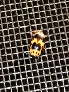 Four-spotted Fungus Beetle thumbnail 1