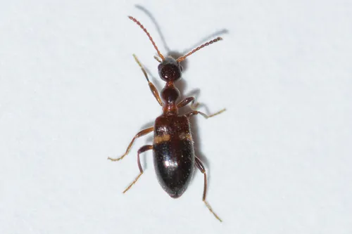 Malporus formicarius