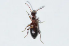 Malporus formicarius thumbnail 1