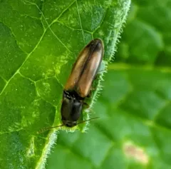 Idolus occidentalis thumbnail 1