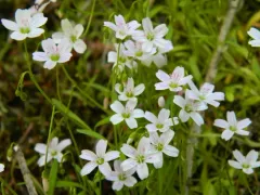 Sand Springbeauty thumbnail 4