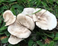 clustered clitocybe thumbnail 1