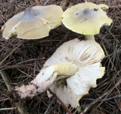 Tricholoma davisiae thumbnail 2