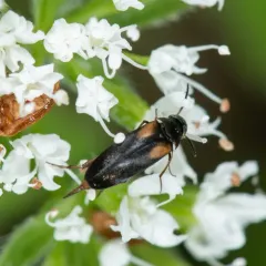 Yellow-shouldered Tumbling Flower Beetle thumbnail 2