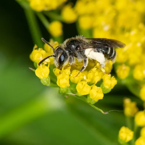 Golden-Alexanders Mining Bee