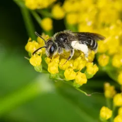 Golden-Alexanders Mining Bee thumbnail 1