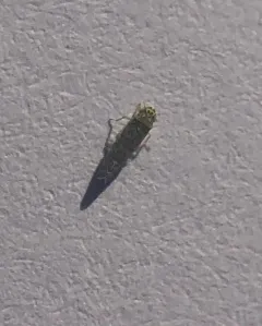 Ligurian Leafhopper thumbnail 3