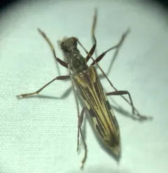 Leptorhabdium pictum thumbnail 3
