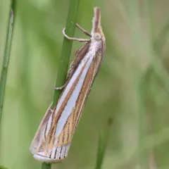 Eastern Grass-veneer thumbnail 4