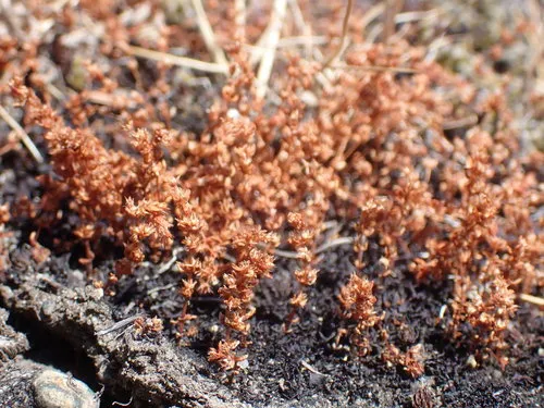 sand pygmyweed