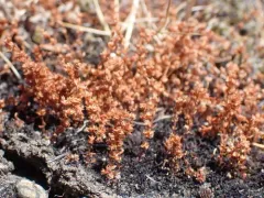 sand pygmyweed thumbnail 1