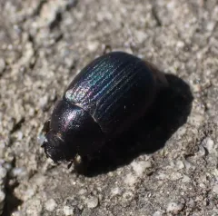 Serica anthracina thumbnail 3