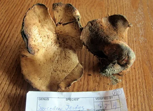 Hydnellum ioeides