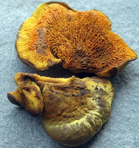 Pseudomerulius curtisii