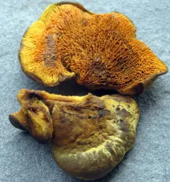 Pseudomerulius curtisii thumbnail 1