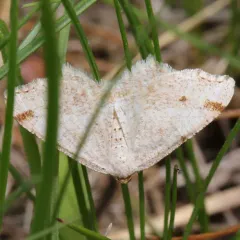 Red-headed Inchworm Moth thumbnail 3
