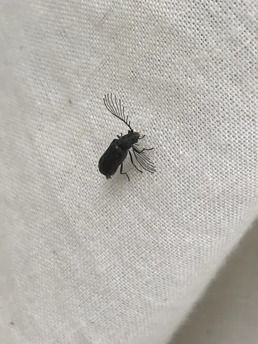 Eucrada robusta