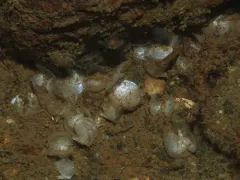 Vancouver Scallop thumbnail 3