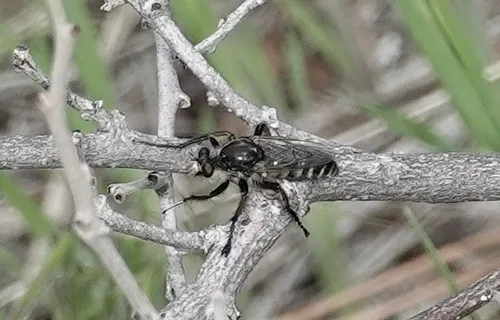 Cyrtopogon plausor