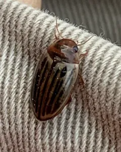 Disintegrated Diving Beetle thumbnail 2