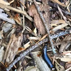 Maritime Earwig thumbnail 2