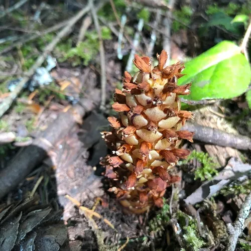 small ground-cone