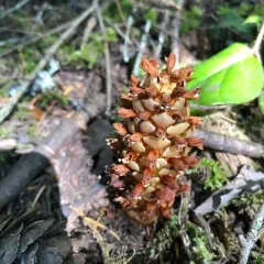small ground-cone thumbnail 1