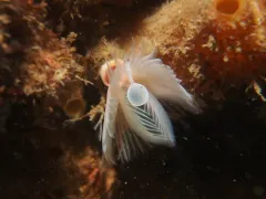 Apomatus geniculatus thumbnail 3