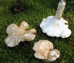 Sheep Polypore thumbnail 1