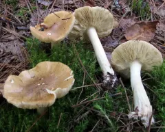 Tricholoma intermedium thumbnail 1