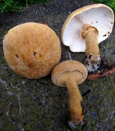 Cystoderma granosum