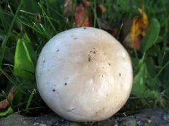 Hygrophorus glutinosus thumbnail 2